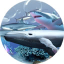 바다이야기 고래